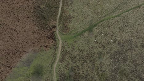 Moorland,-Grassland-Valley,-Sheep-Rural-Footpath,-Yorkshire-Moors,-Birds-Eye-View,-Overhead-Aerial-UK-Autumn