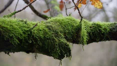 moss covered tree branch in uk woodlands