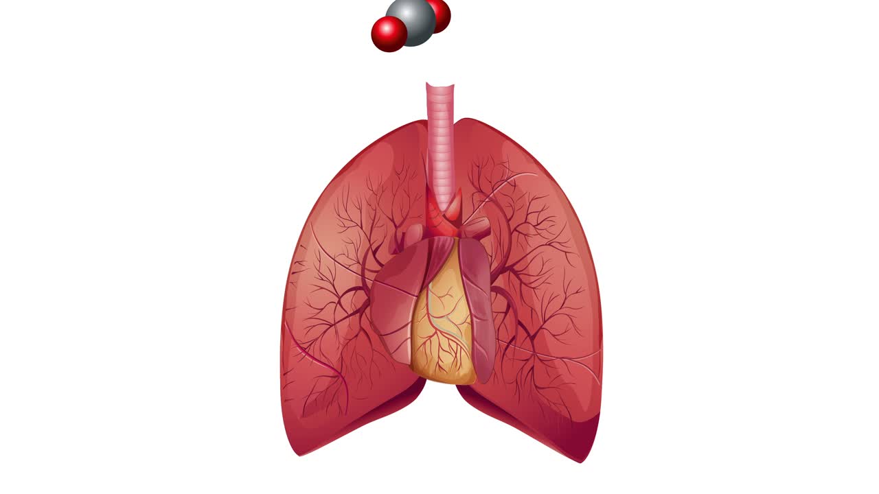 animación que representa el ciclo respiratorio en los humanos