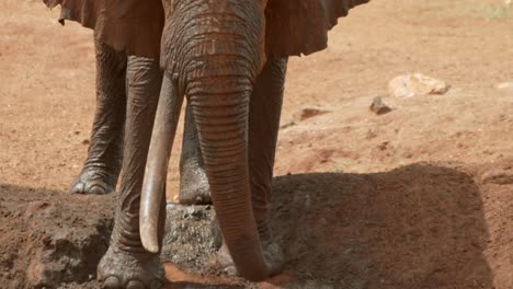 Nahaufnahme-Eines-Elefantenrüssels,-Der-Am-Wasserloch-Im-Tsavo-West-Nationalpark,-Kenia,-Trinkt