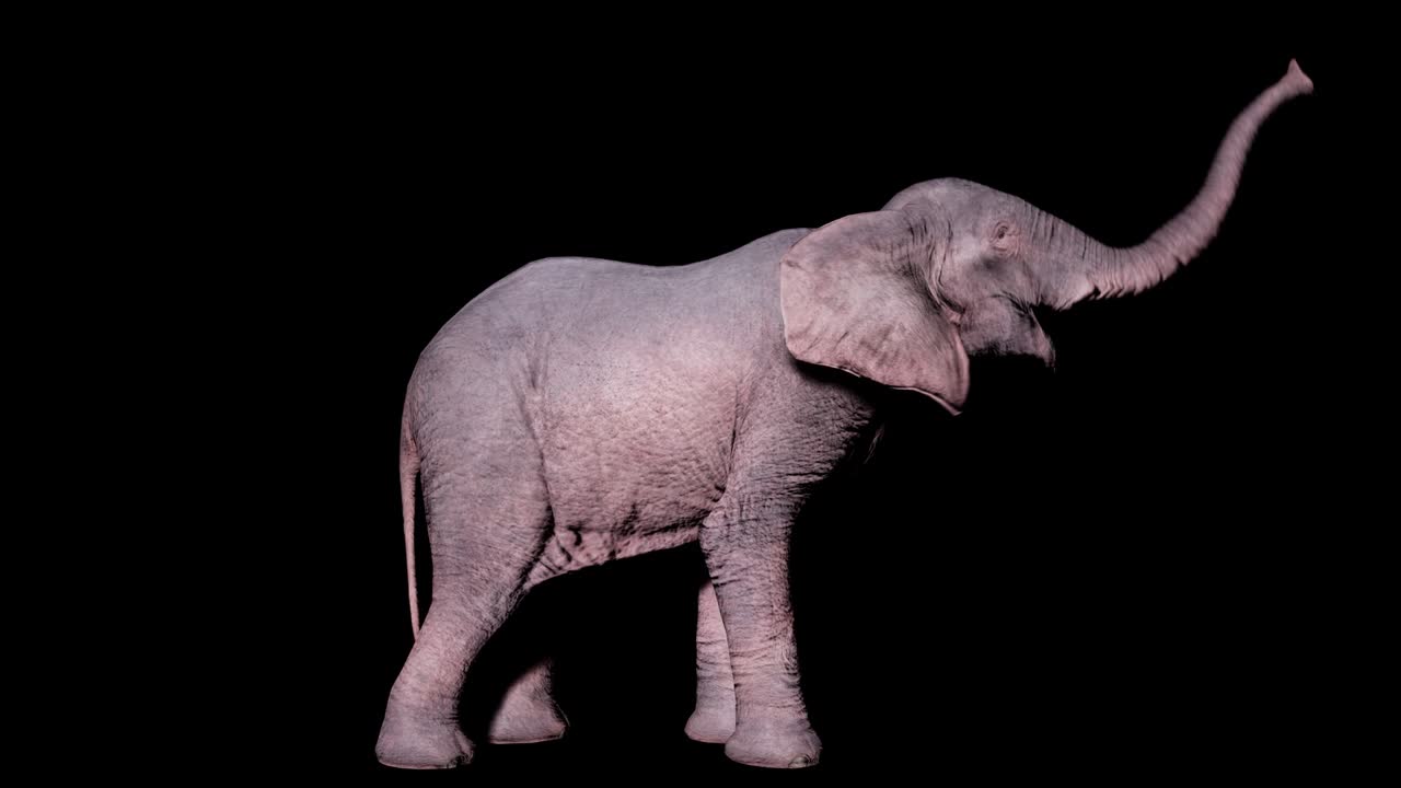 큰 아프리카 코끼리는 알파 채널을 가진 고립된 배경에서 줄을 니다. 동물, 자연 및 교육 배경에 대한 원활한 루프 애니메이션.