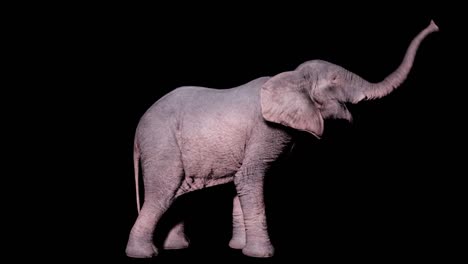gran elefante africano trompetas su tronco en un fondo aislado con canal alfa. animación de bucle sin fisuras para animales, naturaleza y fondos educativos.