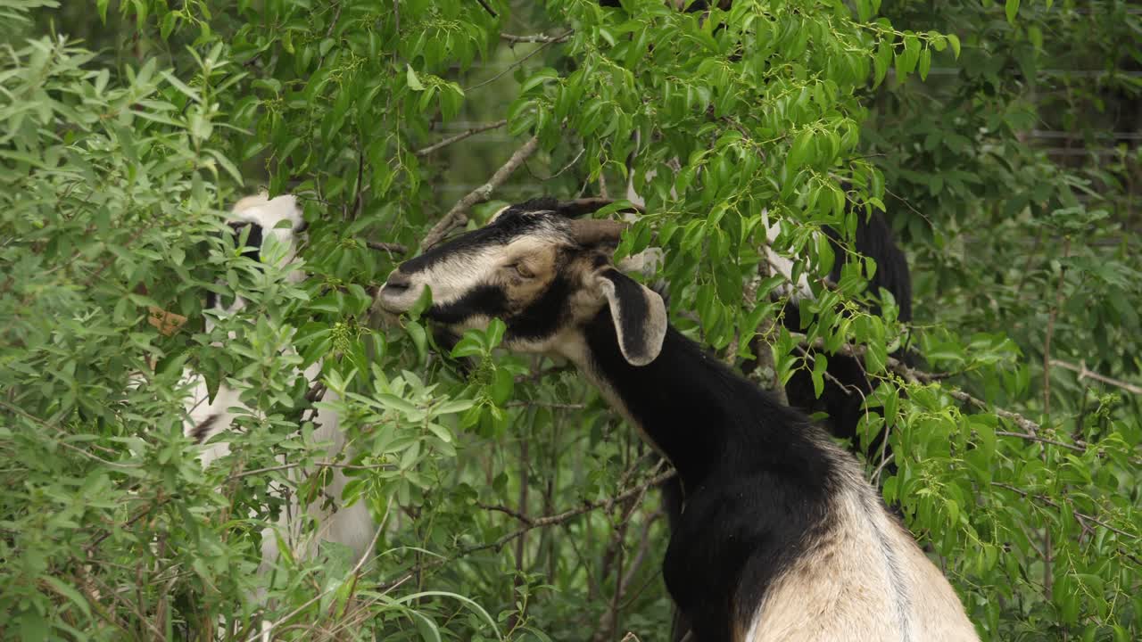 Capre che allungano il collo per mangiare dai rami degli alberi, vista posteriore.