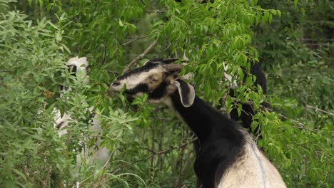 cabras estirando el cuello para comer de las ramas de los árboles, vista trasera
