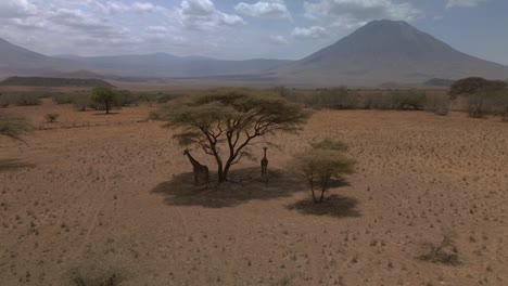 Rotierende-Aufnahme-Von-Giraffen,-Die-Unter-Einem-Baum-Fressen-Und-Schatten-Suchen,-Mit-Dem-Alten-Doinyo-Lengai-Dahinter