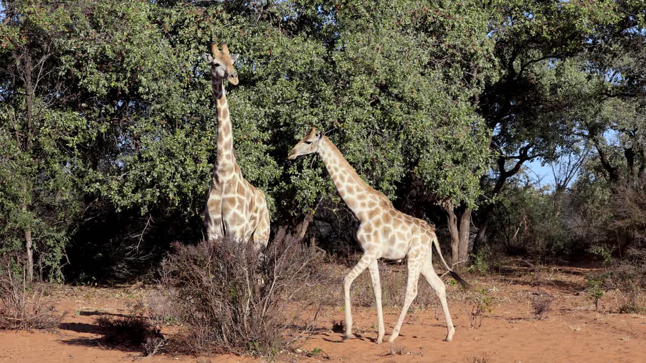 Safari in Africa, giraffe selvatiche in un parco nazionale, madre e cucciolo.