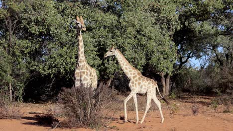 Tour-De-Safari-Africano,-Jirafas-Salvajes-En-El-Parque-Nacional,-Madre-Y-Ternero-Joven