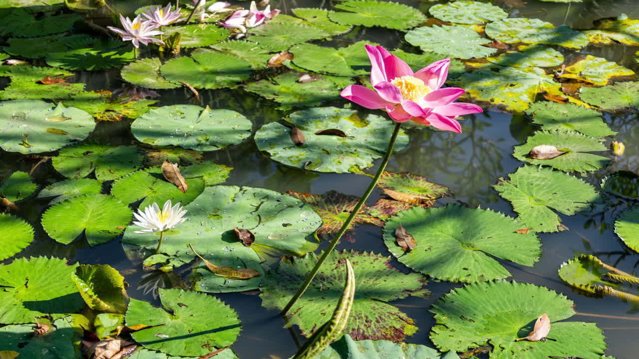 timelpase of a peaceful lotus pond in bali