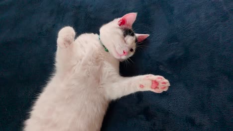 lindo gato de un ojo tendido sobre una manta azul en la cama