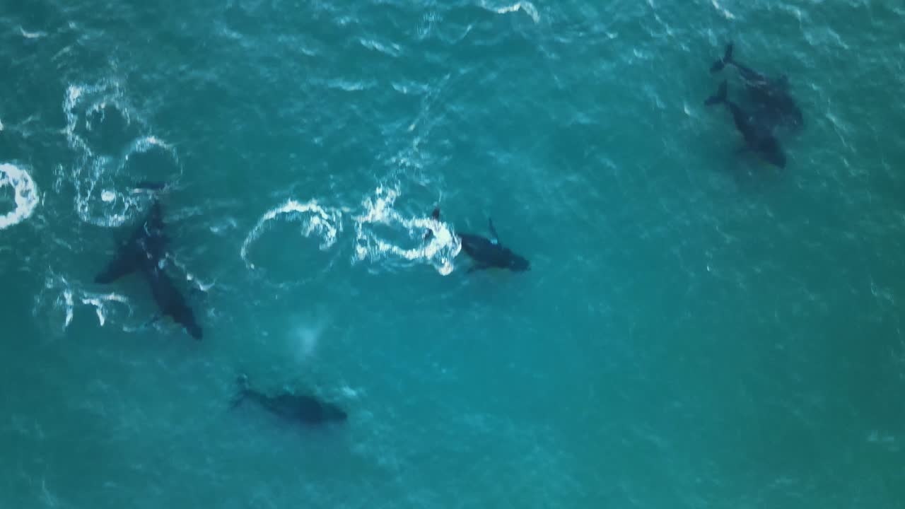 Top Down Aerial View Of A Family Of Humpback Wales Rising To The Surface And Spouting Water Into The Air While The Rest Swim Around