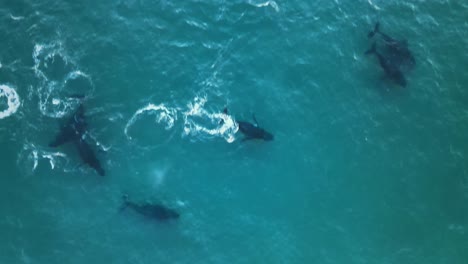 vista aérea de arriba hacia abajo de una familia de ballenas jorobadas que sube a la superficie y arroja agua al aire mientras el resto nada