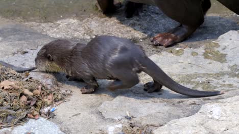 singapore - smooth-coated otter pups strolling slowly across riverbank - slow motion