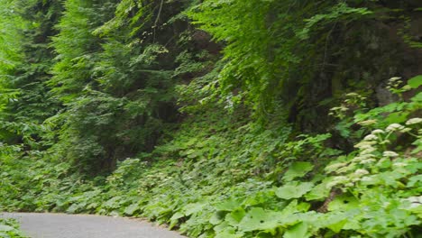 asphalt road among tight trees.