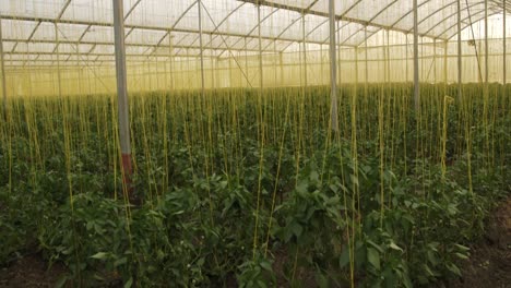 Greenhouse,-tilt-down-reveals-log-strings-holding-plants