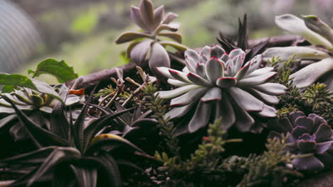 closeup of a succulent arrangement in a terracotta pot