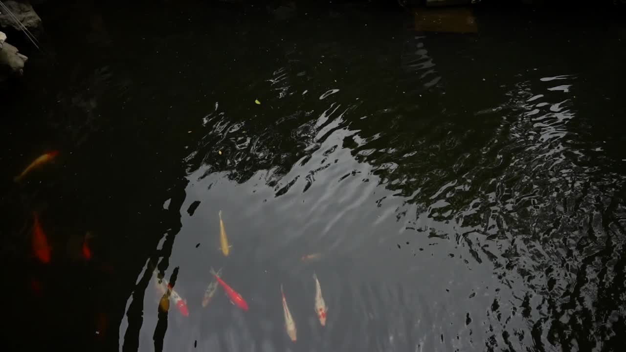 Koi fishes gliding beneath the pond surface at Yuyuan Garden creating colorful movement. Shanghai, China