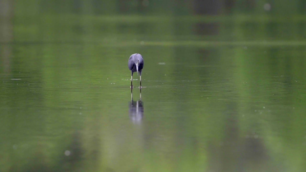 una graciosa garza azul busca su comida en el agua y atrapa algo