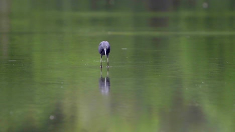 a funny little blue heron looks for its food in the water and catches something