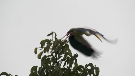 Eine-Totalaufnahme-Eines-Gelbschnabelstorchs,-Der-Auf-Einem-Baum-Sitzt-Und-Dann-Davonfliegt