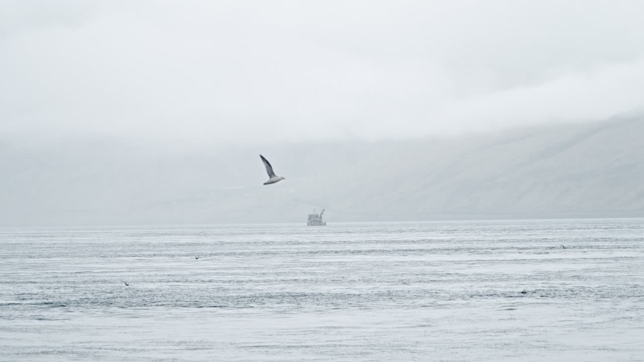 A seagull flying low over the calm, gray waters near the Faroe Islands, serene mood
