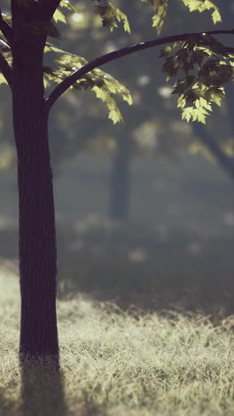 a tall tree in a sun-dappled forest