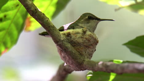 Una-Hembra-De-Colibrí-Abeja-Descansa-En-Su-Nido-En-Cuba