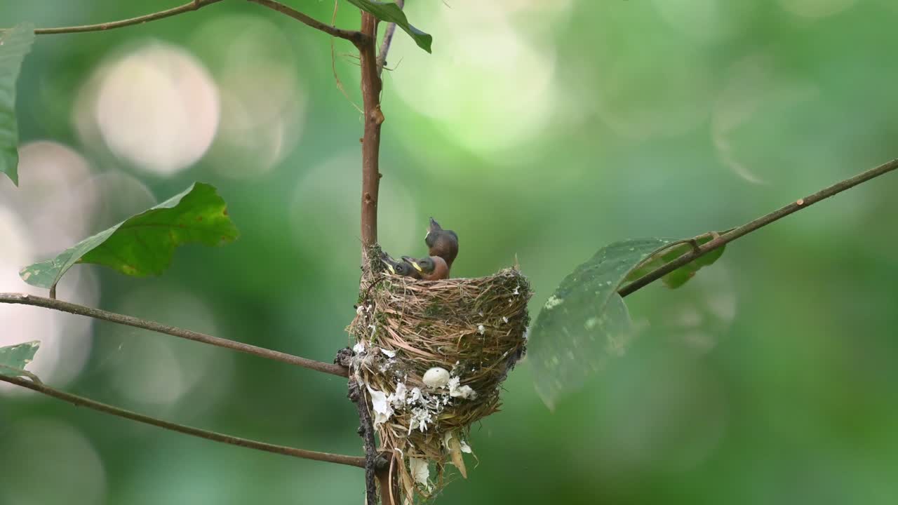 Black-naped Monarch, Hypothymis azurea, Kaeng Krachan National Park, Thailand