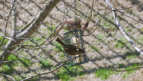 hembra cardenal del norte y carolina wren compartiendo una comida en un comedero para pájaros sebo durante el invierno tardío en carolina del sur