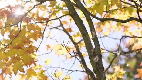 hermosos colores de otoño