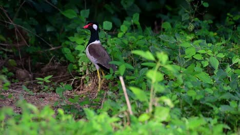 the red-wattled lapwing is one of the most common birds of thailand