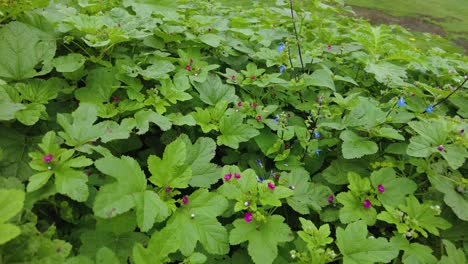 Cerrar-Plantas-Verdes-Con-Flores-Rosas