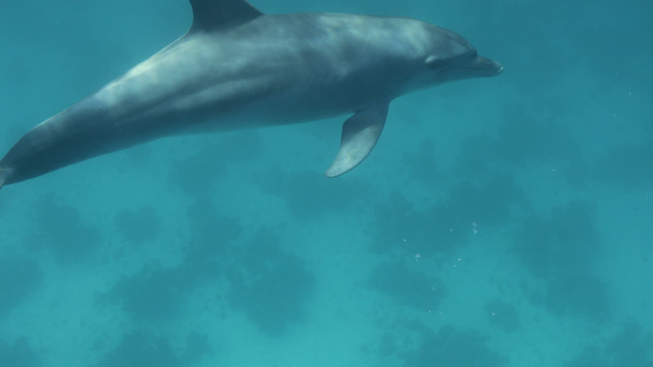 delfín en el arrecife de coral del mar rojo de egipto 4k