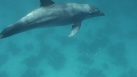 delfín en el arrecife de coral del mar rojo de egipto 4k