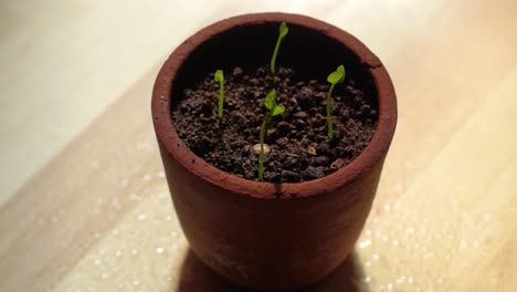 four-newly-grown-herbs,-the-camera-rotates