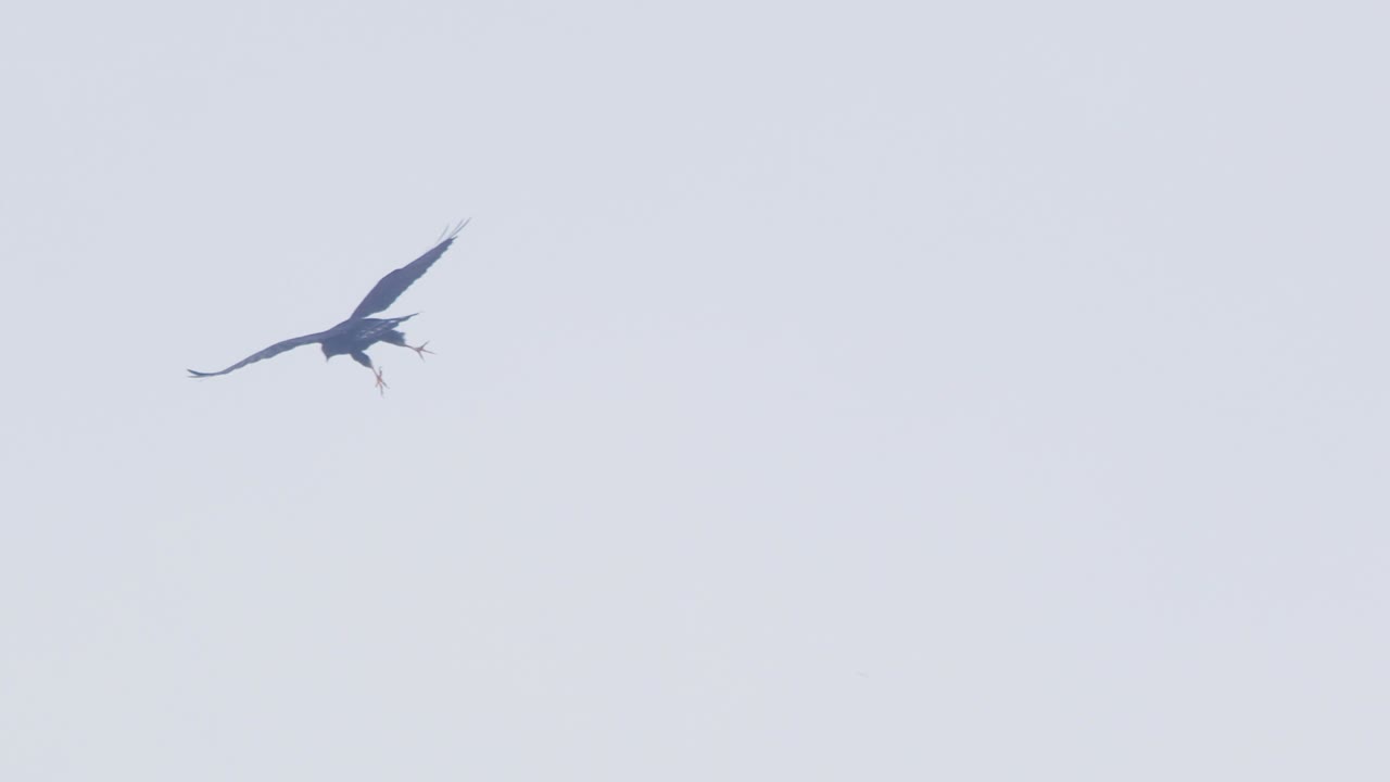 A stunning brown hawk in flight, gliding above the expansive rainforest canopy.