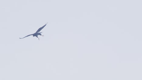 a stunning brown hawk in flight, gliding above the expansive rainforest canopy.