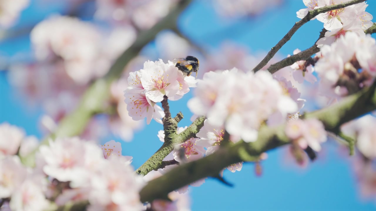 Bumblebee collecting nectar from pink almond blossoms under a clear blue sky