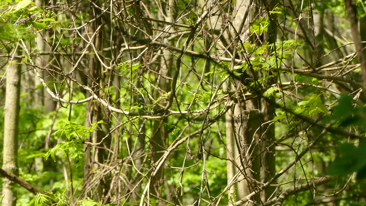 볼티모어 오리올이 숲 한가운데의 나가지에서 이륙합니다.