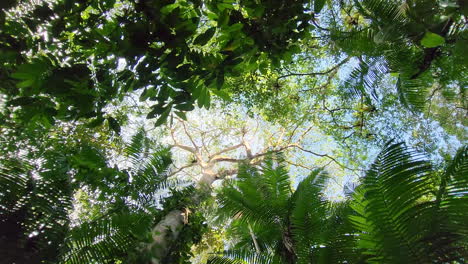 Pov-Mirando-Hacia-El-Dosel-De-La-Exuberante-Selva-Tropical-A-Través-De-Las-Hojas