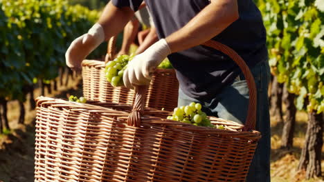 la cosecha de uvas en un viñedo