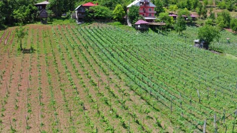 vineyard plantation in mountain valley