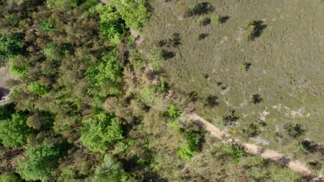 Aerial-Shot-of-a-person-walking-thru-a-forest