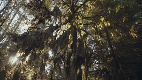 Ancient-cedar-tree-covered-by-moss,-Cathedral-Grove-park-on-Vancouver-Island,-Wide-shot