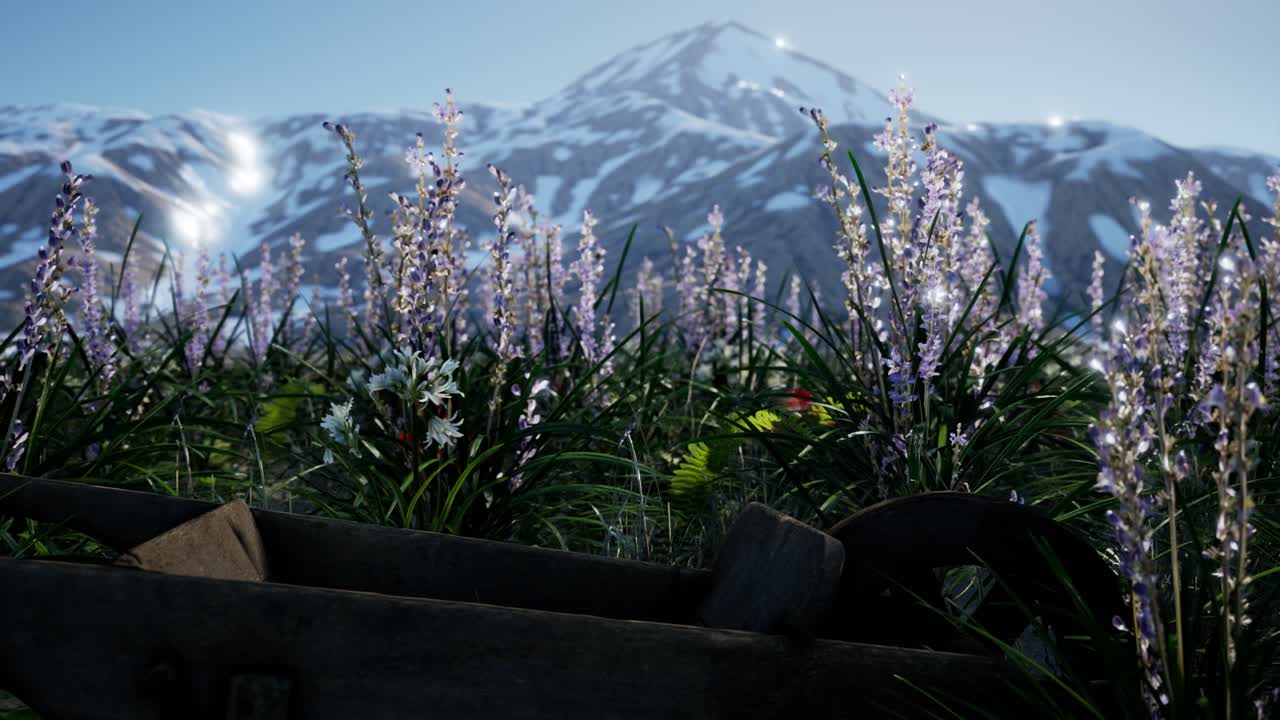 푸른 하늘과 눈으로  ⁇ 인 산이 있는 라벤드  ⁇