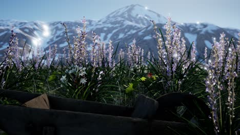 lavender field with blue sky and mountain cover with snow