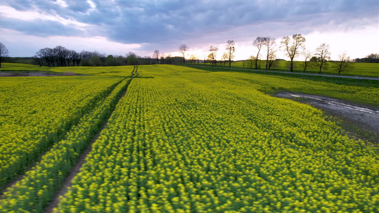 시골 에 있는 밝은 노란색 라프시드 카놀라  ⁇  위 에 왼쪽 에어니얼 추적
