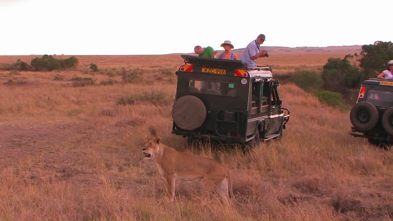 People watch as a lion walks behind their vehicle on safari