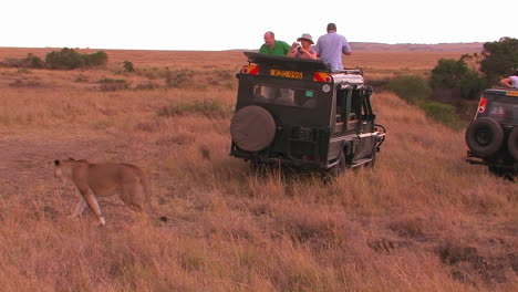 people watch as a lion walks behind their vehicle on safari