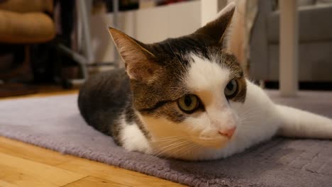 cat relaxing on the grey rug while lady training on the cross trainer