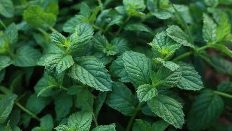 close-up of fresh mint leaves